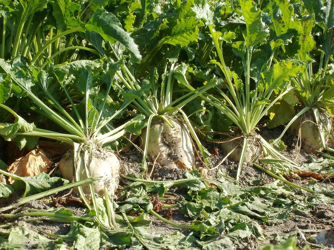 Neben Zucker, Rübenschnitzeln und Gartenerde wird die Schweizer Zucker AG in Zusammenarbeit mit Alcosuisse in Zukunft auch Ethanol herstellen. (Bild Pixabay)