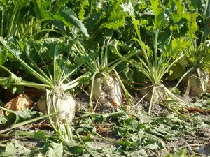 Neben Zucker, Rübenschnitzeln und Gartenerde wird die Schweizer Zucker AG in Zusammenarbeit mit Alcosuisse in Zukunft auch Ethanol herstellen. (Bild Pixabay)