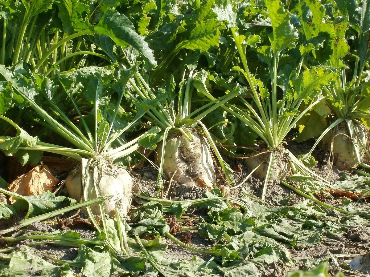 50f4eebe7b6aefd2da78228ec005292e3f4b8755 Neben Zucker, Rübenschnitzeln und Gartenerde wird die Schweizer Zucker AG in Zusammenarbeit mit Alcosuisse in Zukunft auch Ethanol herstellen. (Bild Pixabay)