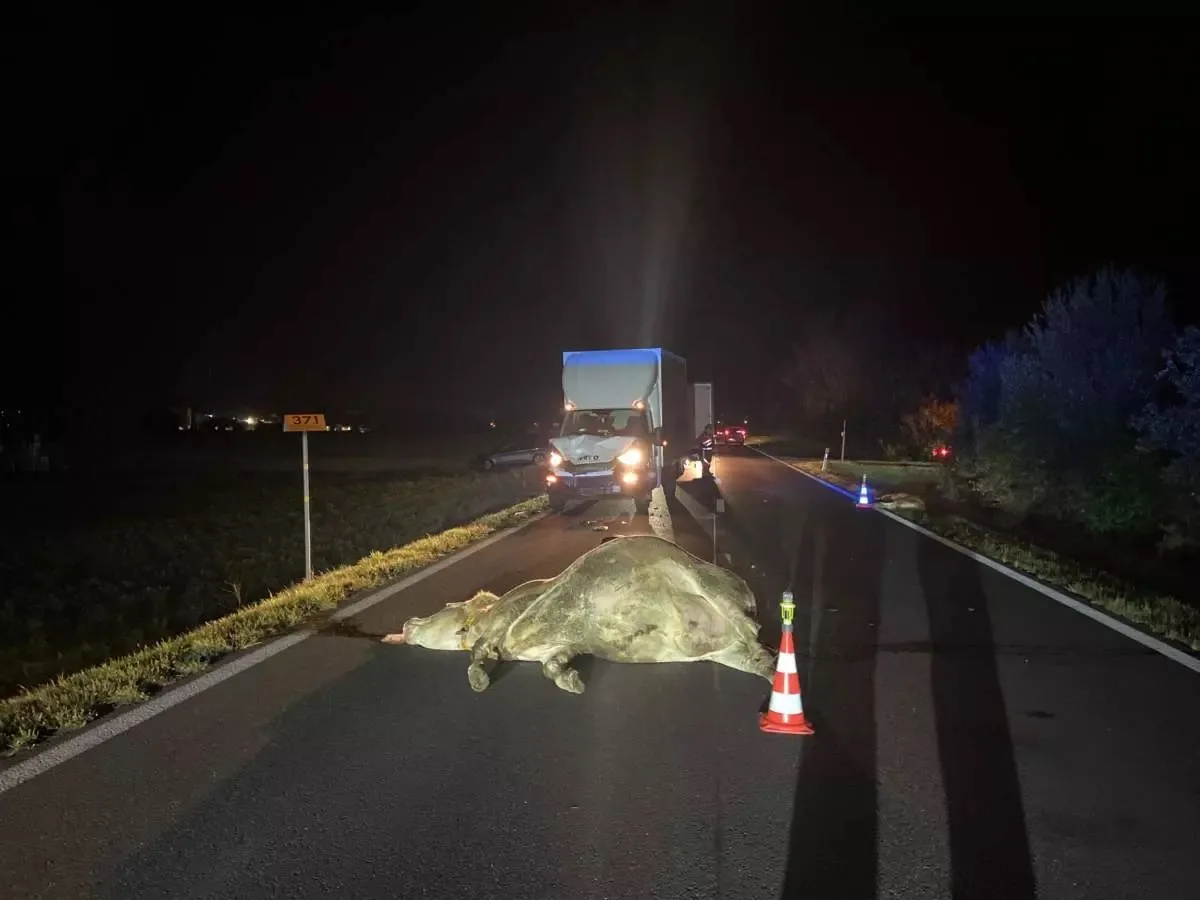 unfall-villmergen Kuhherde auf der Strasse: Kuh und Kalb bei Unfall getötet