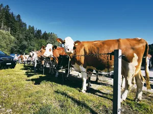 Die Kühe erfreuten sich an den öffentlichen Märkten einer regen Nachfrage und guten Überzahlungen. So mussten im vergangenen Jahr kaum Tiere übernommen werden.