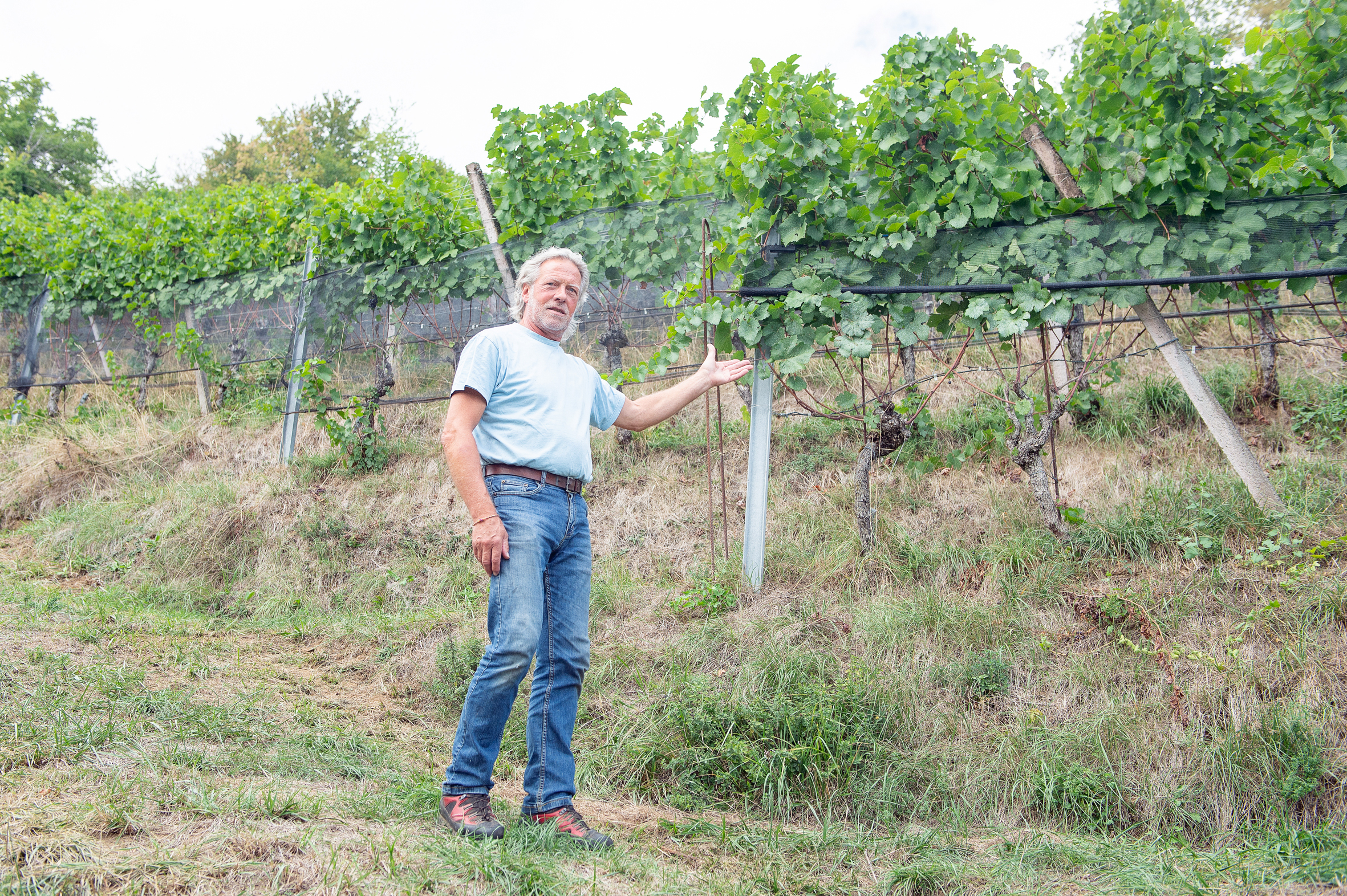 Der Weinbauer zeigt: Diese Reben hier würden der Pufferzone zum Opfer fallen.