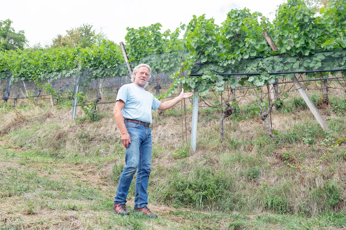 Niklaus Essig, Mettau, BNO Der Weinbauer zeigt: Diese Reben hier würden der Pufferzone zum Opfer fallen.