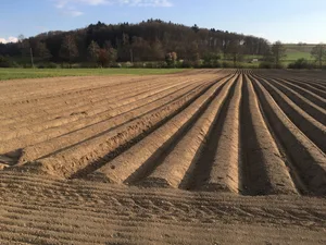 Um die Kalorien aus der tierischen Produktion zu ersetzen, müssten z. B. Kartoffeln angebaut werden. Der Markt gilt aber laut Agristat als gesättigt.