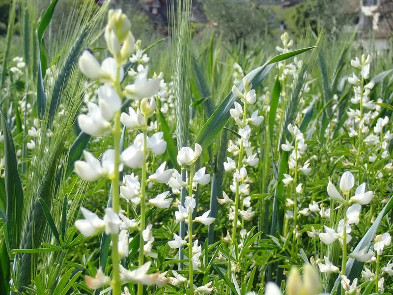 c40a42b7afe0f94de596cf5fd385b2c138aa740d Die Schmalblättrige Lupine wird aktuell in der Schweiz am häufigsten angebaut (Bild). Doch legen Versuche nahe, dass die Weisse Lupine in Zukunft wohl bei uns die grössere Rolle spielen wird, da sie zu den meisten Schweizer Böden besser passt. (Bild C. Arncken, FiBL)