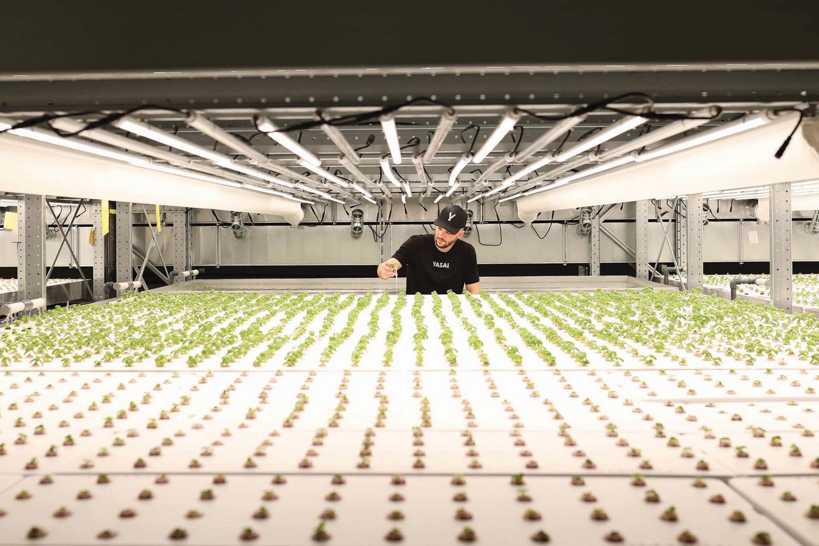 Führt Vertical Farming nun endlich zum Erfolg?