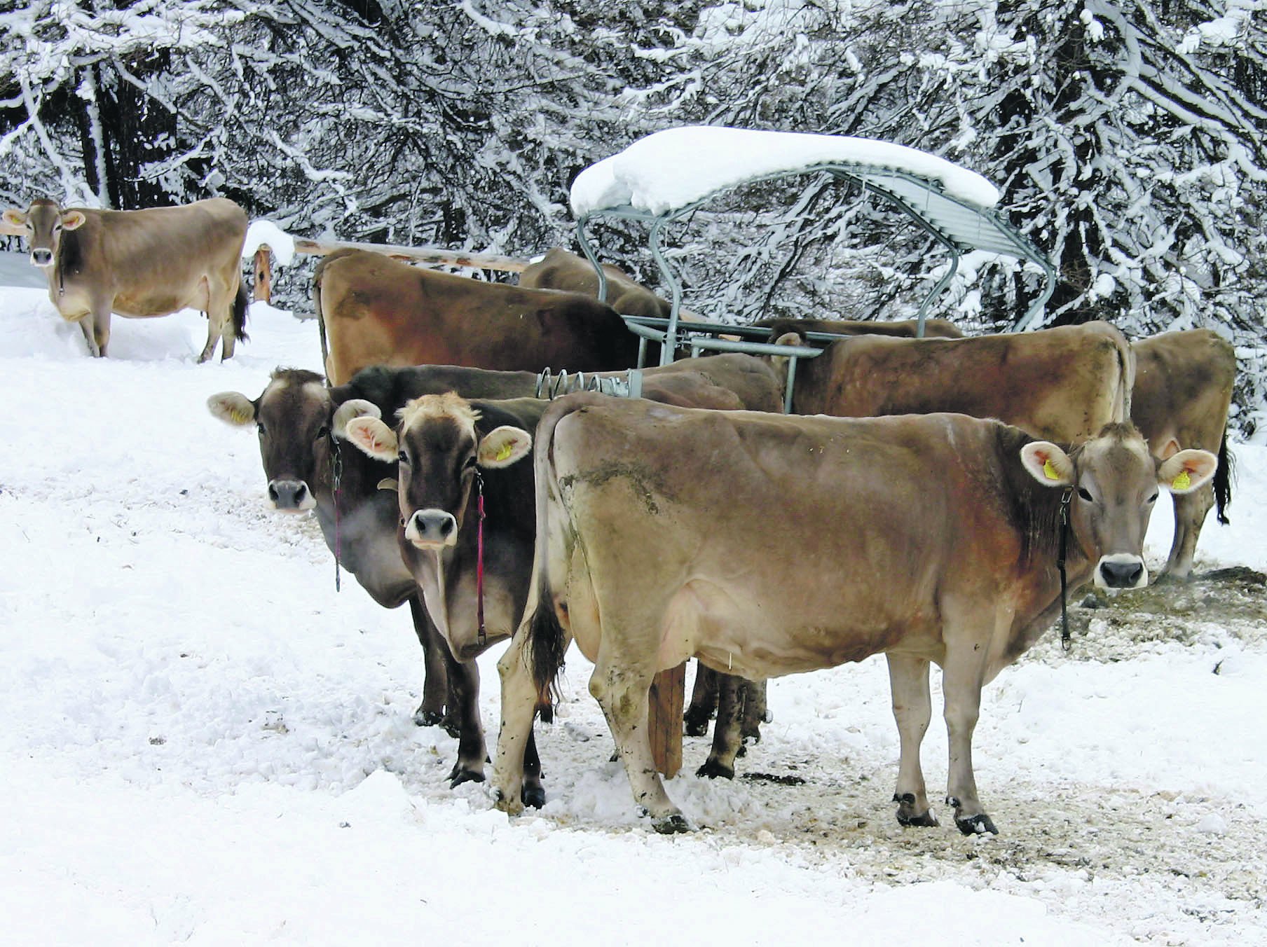 Die Tierschutzvorschriften sind klar: Während der Winterfütterungsperiode muss sich das Rindvieh mindestens 30 Tage ausserhalb des Stalls bewegen können. Bei RAUS-Vorschriften sind es 13 Tage im Monat. (Bild BauZ)
