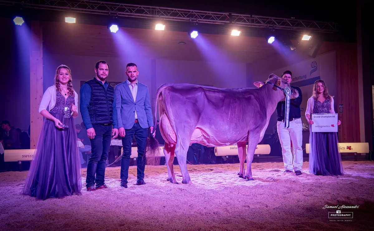 Champion_BS Lucerne Expo: An der grossen Luzerner Abendschau trafen sich nicht «nur» Züchter