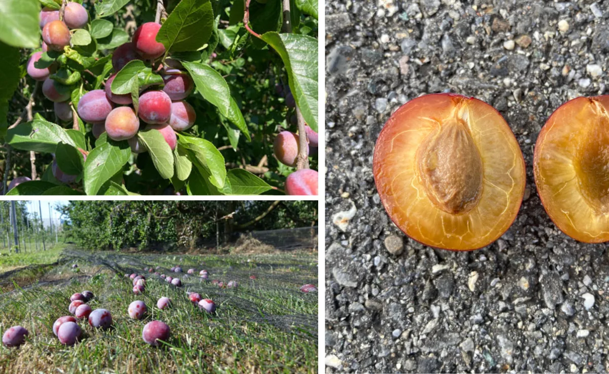 loehrpflaume Die Obstsorte des Jahres 2023 ist ein Zufallsprodukt der Natur und gibt bestes Pflümliwasser