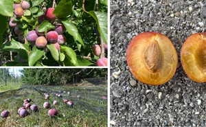 Typischerweise reifen die Löhrpflaumen nacheinander, ganz reif sind sie, wenn sie vom Baum fallen. Die kleinen Früchte gelten als eine der besten Brennpflaumen der Schweiz.