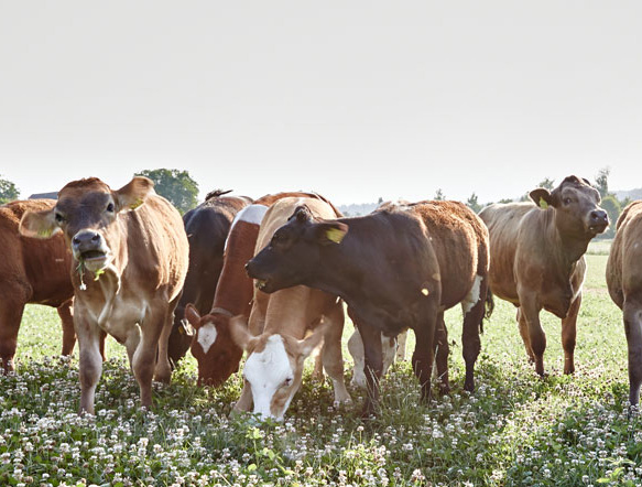 Weidebeef ist ein neues Segment im Angebot von Mutterkuh Schweiz. (Bild Transgourmet)
