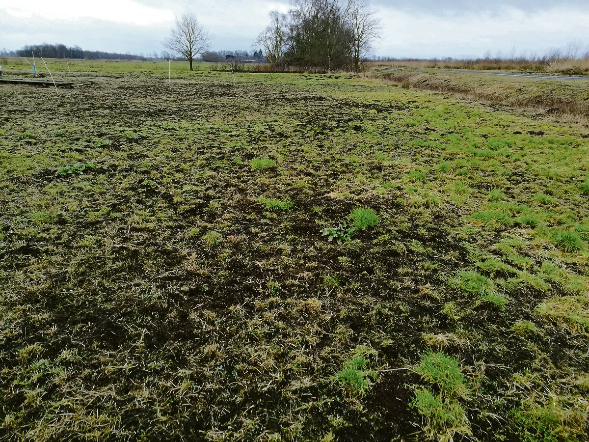 In den trockenen, torfigen Böden fühlen sich die Mäuse wohl. Sie fressen das junge Gras mitsamt Wurzel und verursachen dadurch verheerende Schäden.(Bild Sandra Honegger)
