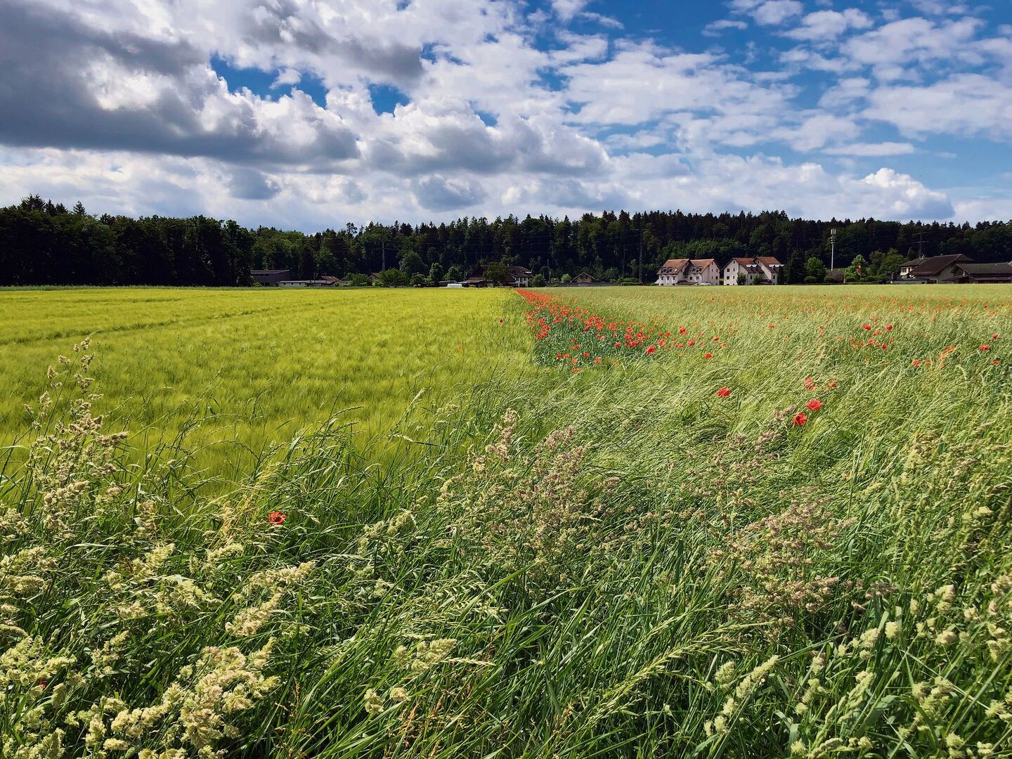 Wogendes Getreide und leuchtend roter Mohn: Biodiversität auf Ackerflächen ist schön anzusehen und kann agronomisch von Nutzen sein. Das setzt eine gute Planung und angemessene Pflege voraus.