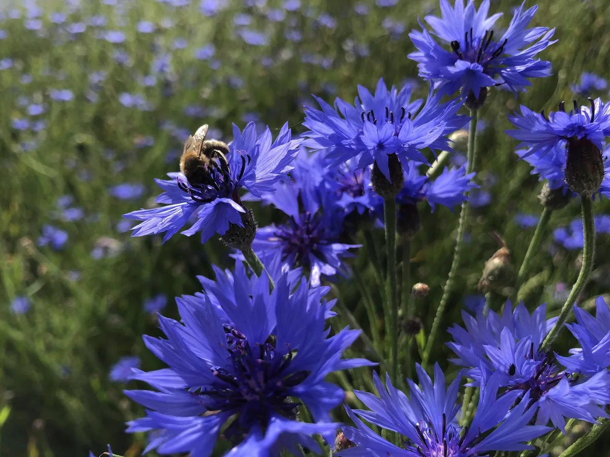 Biene_Kornblume 30-Prozent-Flächenziel durch Schutzgebiete oder Bewirtschaftung erreichen