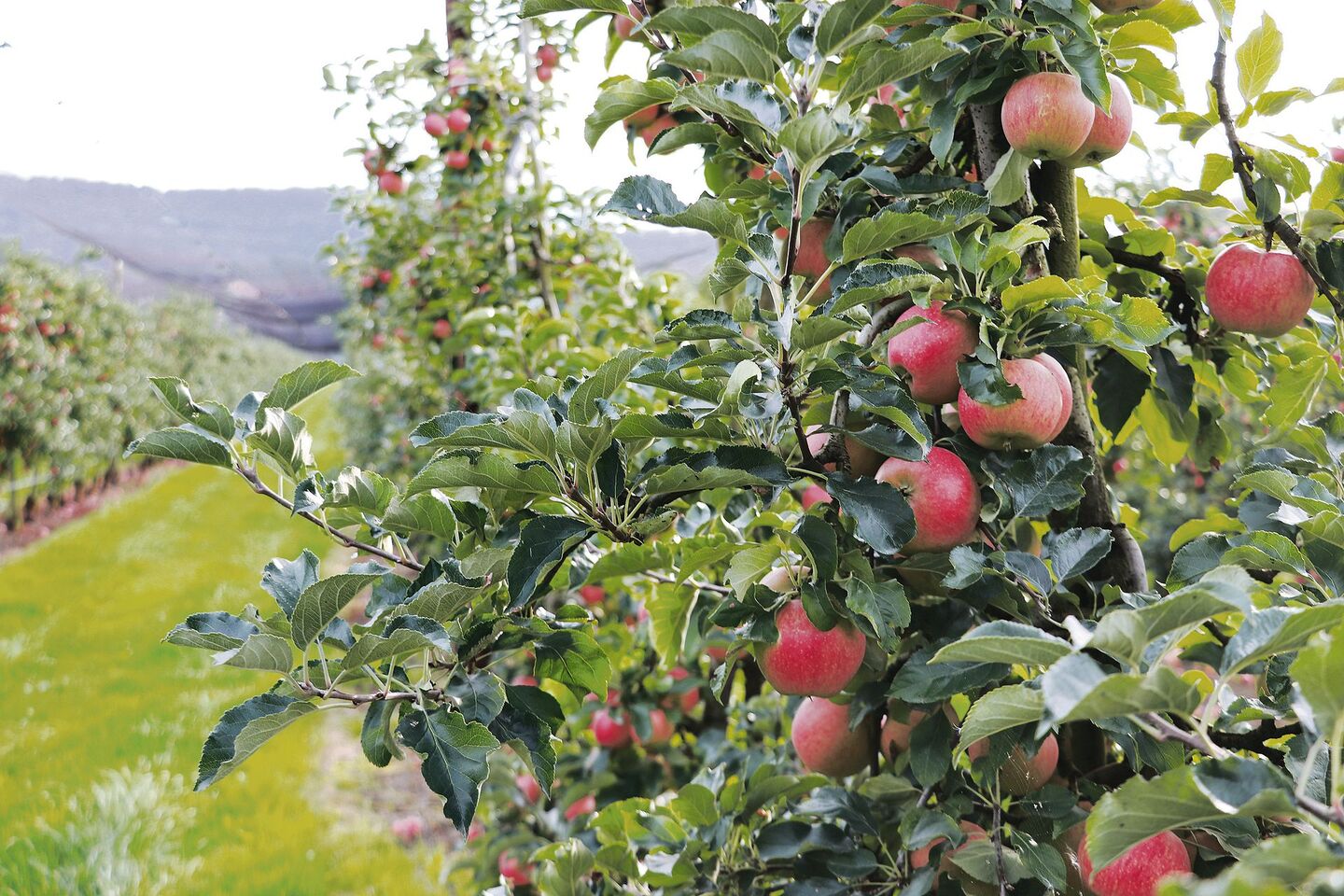 Die Obstproduzenten befinden sich mitten in einer guten Ernte