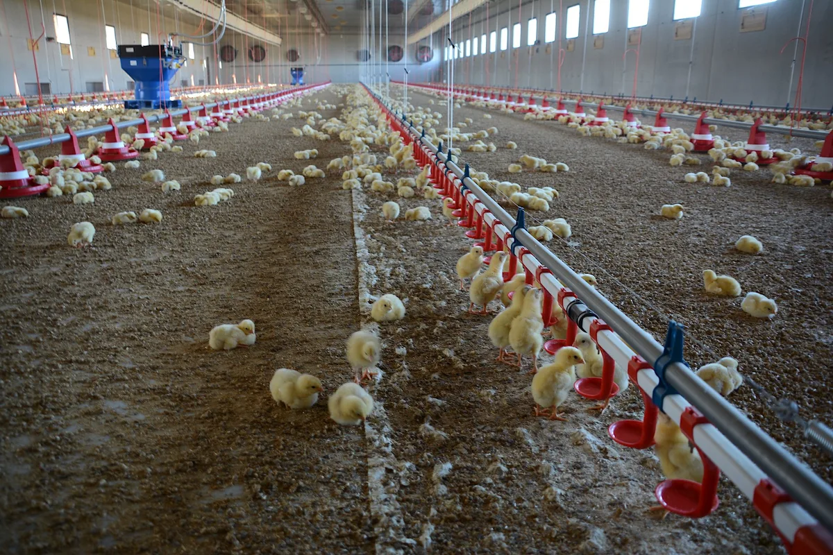 c2850bbd6a6808975fae050872ce3f6e79967ed7 In die neue, 900 m2 grosse Mastpoulethalle wurden Mitte Dezember erstmals 16'500 Küken eingestallt. (Bilder Josef Scherer)