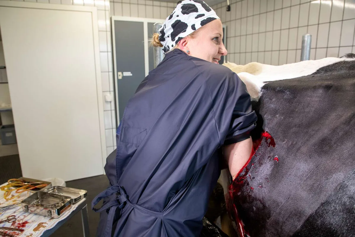 Gehen bald die Tierärzte aus? Die Tendenzen bereiten Sorge