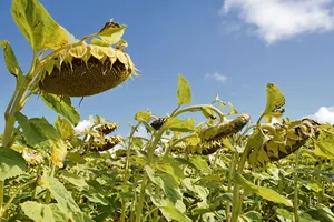 Kein Grund für hängende Köpfe: Sonnenblumen gewinnen an Bedeutung.