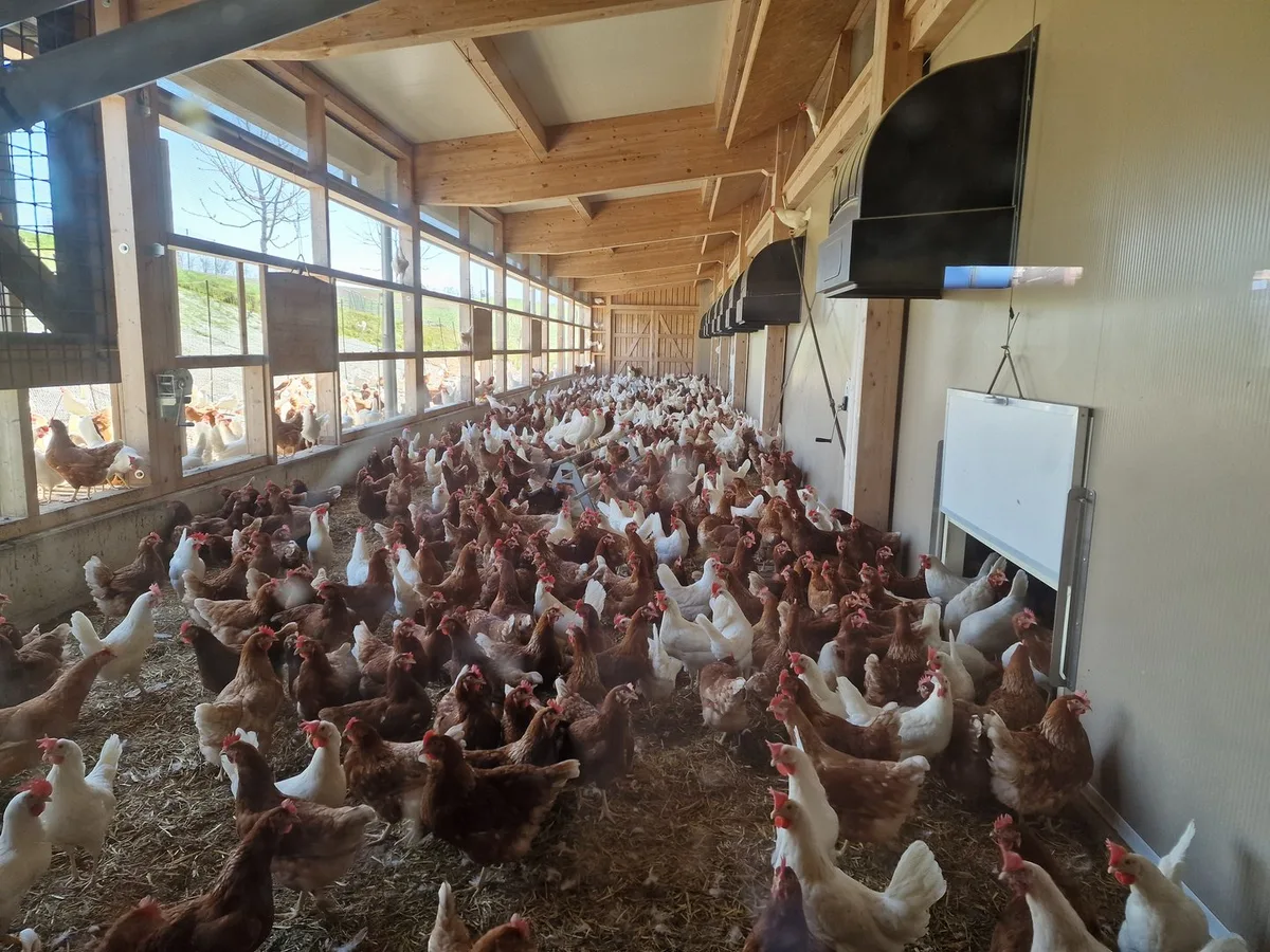 BZ-AKT1-47-Vogelgrippe-fmo Vogelgrippe: Geflügelhalter Maël Matile würde eine schweizweite Stallpflicht begrüssen