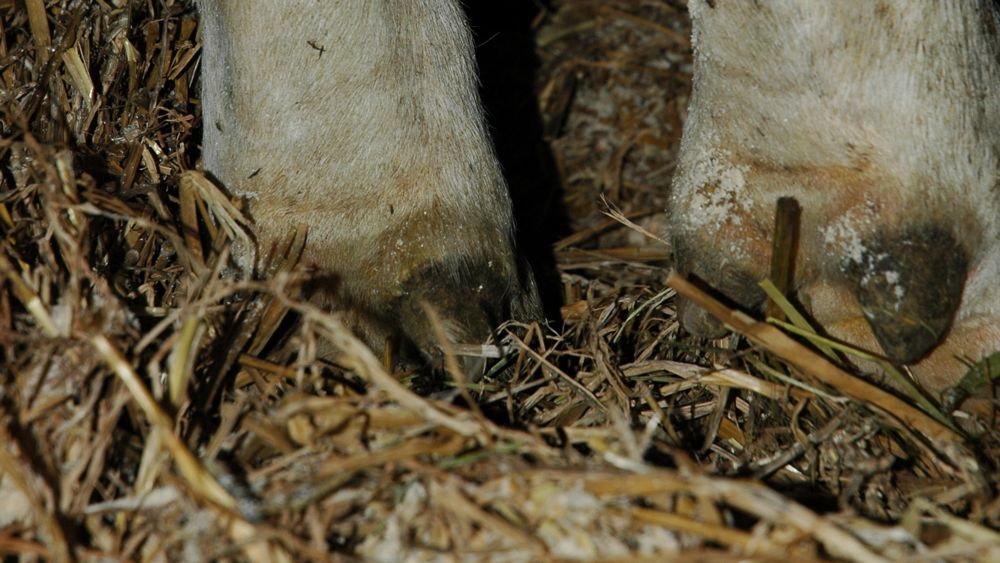  Ein trockenes und sauberes Läger wirkt sich positiv auf die Klauengesundheit aus. (Bild Armin Emmenegger)