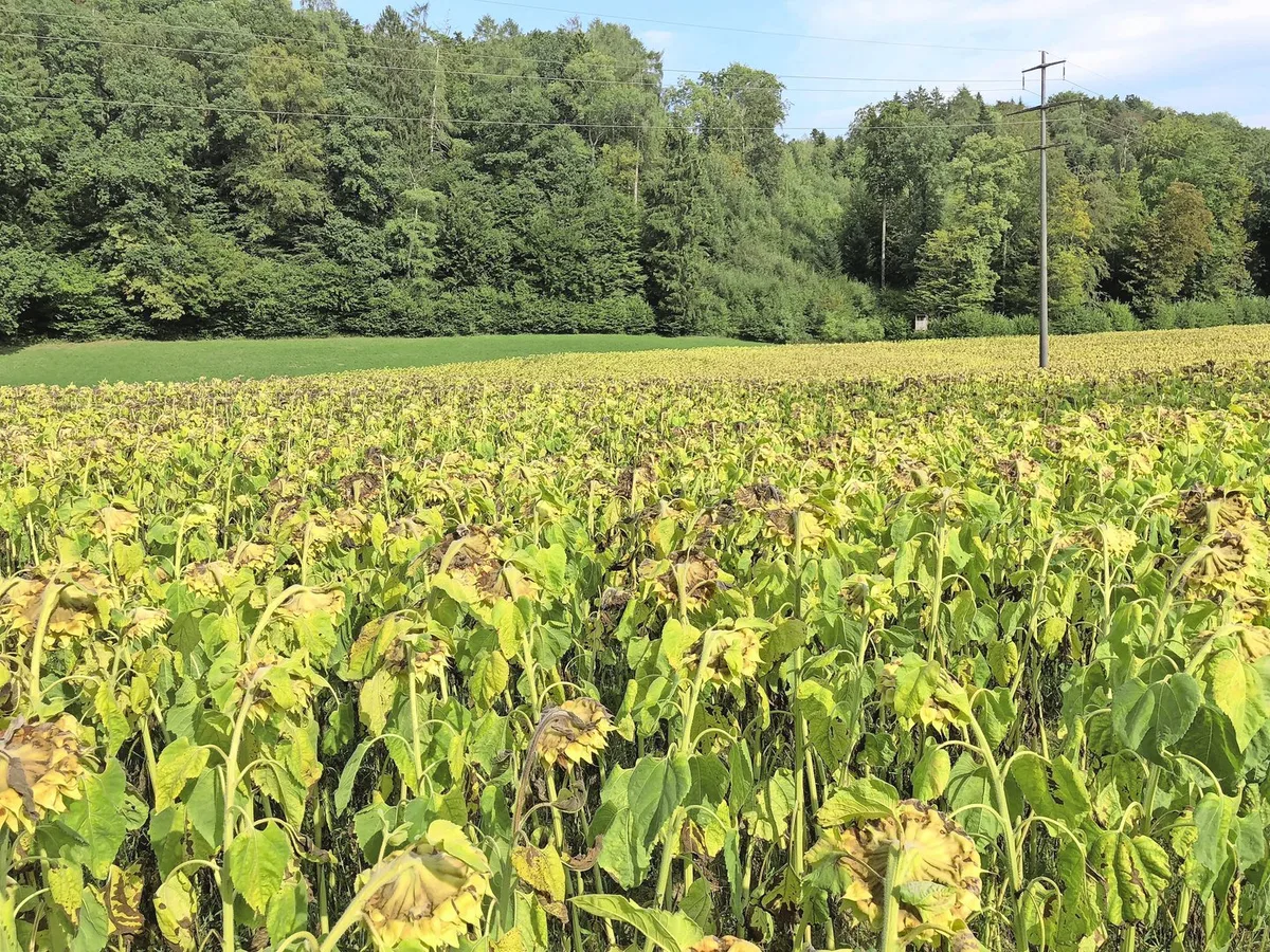 Sonnenblumen als robuste Alternative für die Zukunft