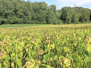 Sonnenblumen in der Abreife: Die Ernte startet in der Regel Anfangs September.