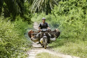 Ein Mitarbeiter einer Palmölplantage transportiert geerntete Palmnüsse auf seinem Töff im Dorf Seumanahy Jaya. Indonesien ist der grösste Palmölproduzent der Welt. (Bild EPA/Hotli Simanjuntak)