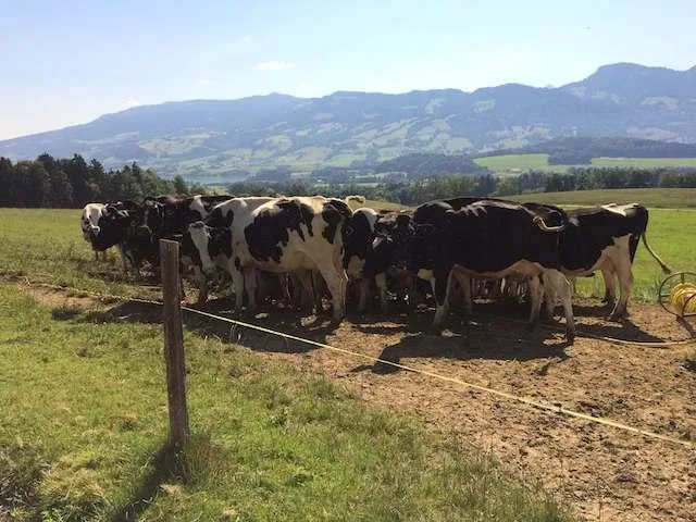 0b465568196eb2645906c7d3d94cc71ea66eb3ae Der erste Teil der Studie zum Hitzestress bei Milchkühen bestand aus einer Umfrage. (Bild zVg)