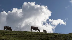 Der Sommer in der Höhe geht zu Ende, die Rinder kehren heim. Die Bilanz ist äusserst durchzogen.