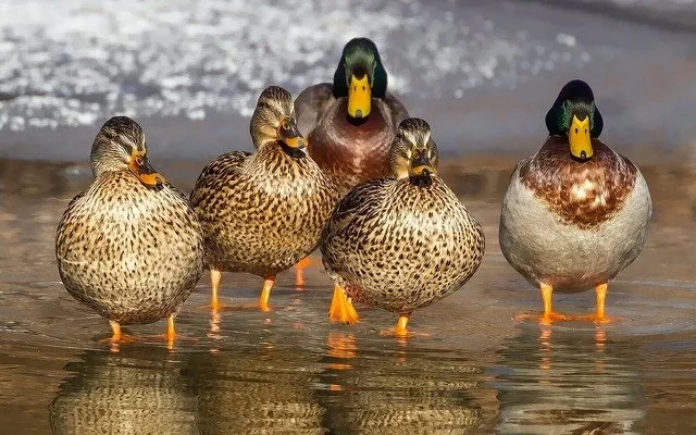Vogelwarte Sempach: Am Wochenende werden Vögel gezählt