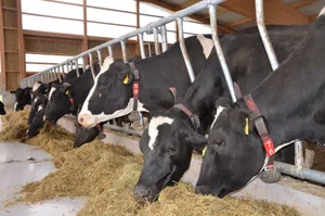 Die Produktionskosten für die Milchviehbetriebe. sind in den letzten zwei Jahren stärker gestiegen als der Milchpreis. Das belegt jetzt der VMMO-Kostenrechner.