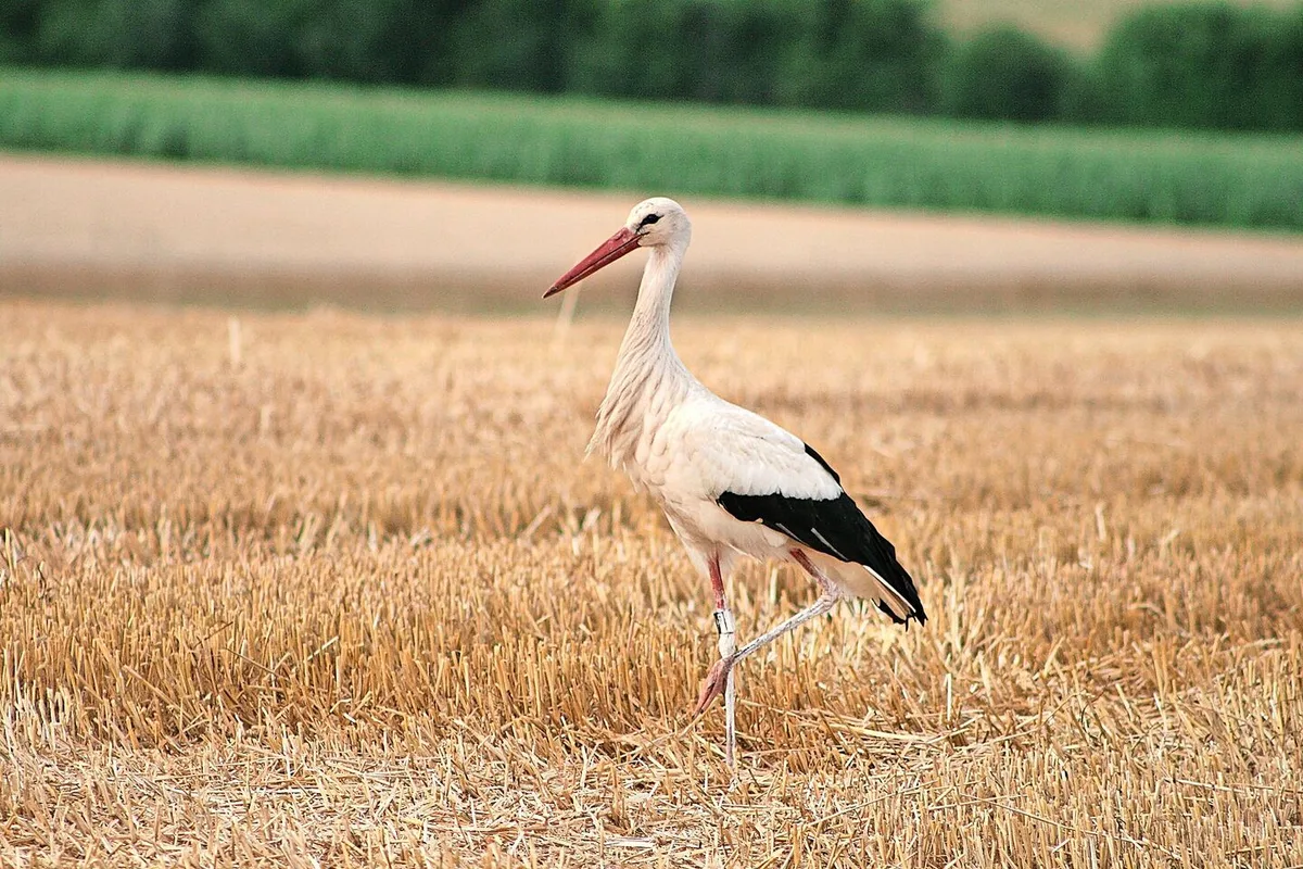 3b64d2f6597c8278e380fc581484cc663caf7e3681fd5daf850ddfafdcff7681 Eigentlich sind die Beine des Storchs rot. Der eigene weisse Kot dient den grossen Vögeln aber als Sonnenschutz auf der Haut.