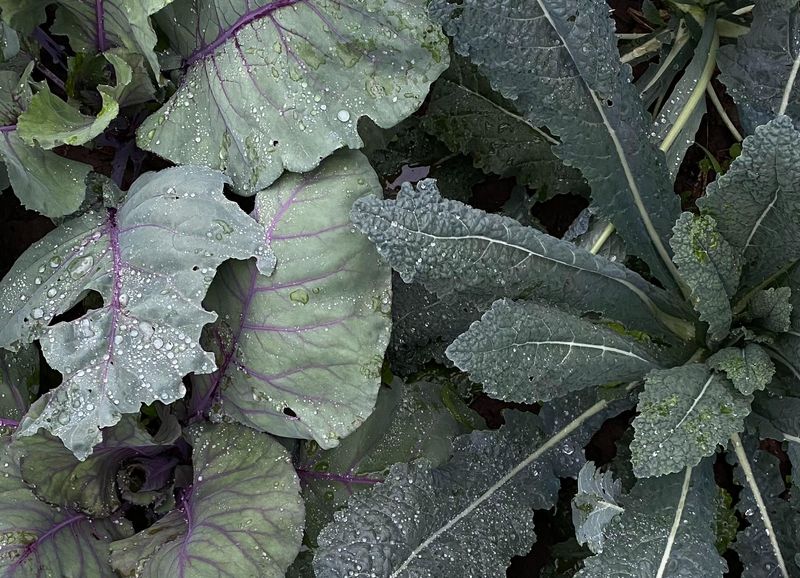 Kohl mit einem Hauch von Ferien im Namen