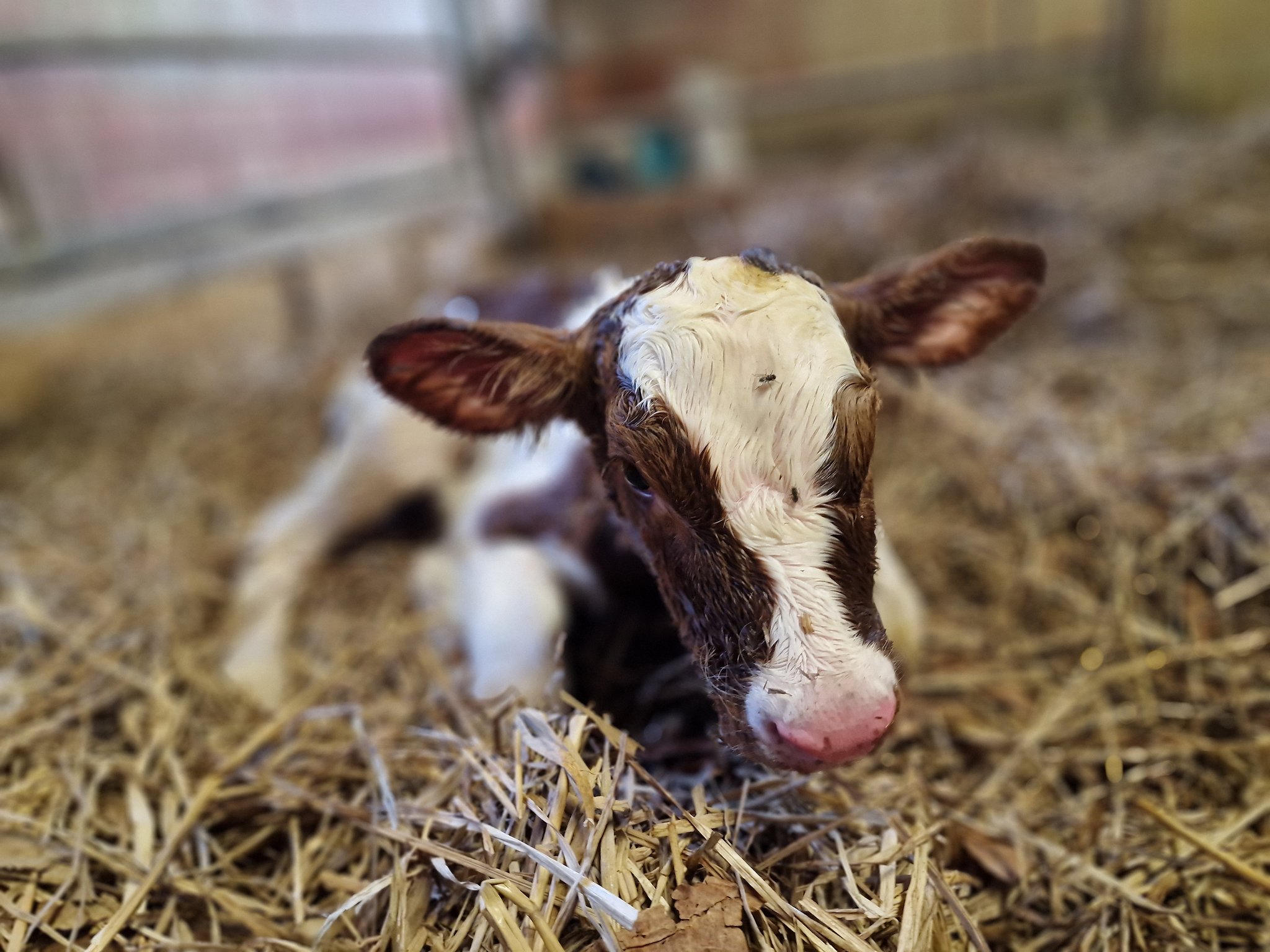 Zum ersten Mal erkrankt ein Kalb in der Schweiz an EHD