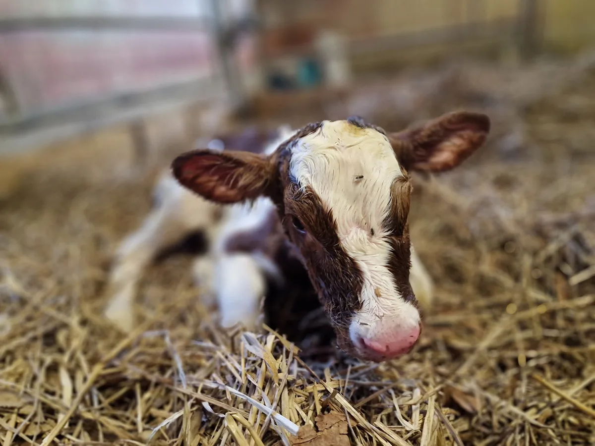 20230613_204725 Zum ersten Mal erkrankt ein Kalb in der Schweiz an EHD