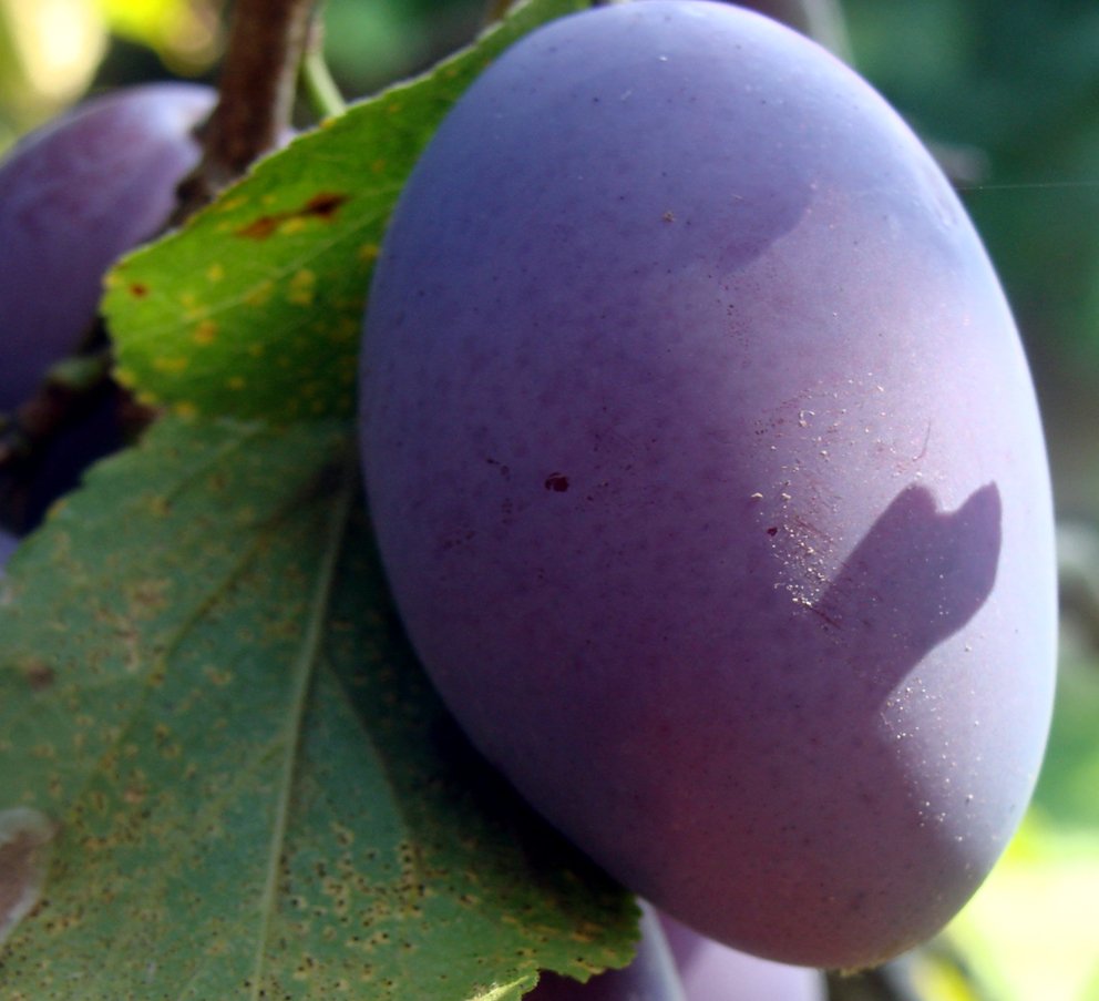 Zwetschgen gelten als Herbstfrucht. (Bild Véronique Schaub/ www.landwirtschaft.ch)