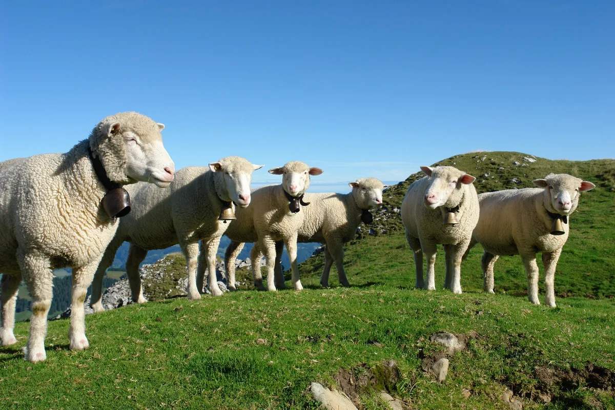 997ec06d243eb531928050201d4727dd2d44d357 Die Software soll anhand der Mimik der Tiere erkennen, ob sie glücklich sind oder nicht. (Bild BauZ)