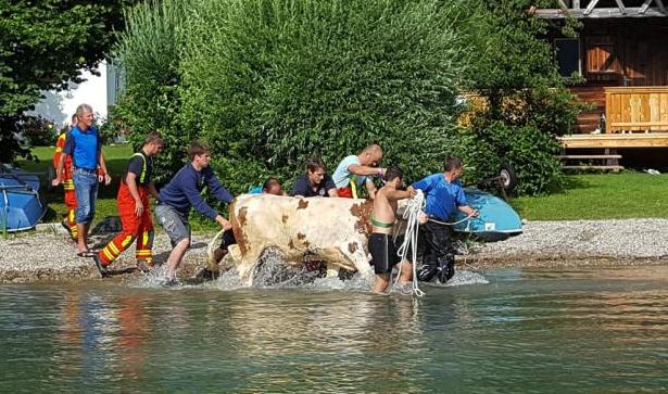 Beim ersten Einsatz konnte die Kuh bereits vor dem Eintreffen der Feuerwehr an Land gebracht werden. (Bild Freiwillige Feuerwehr Schliersee)