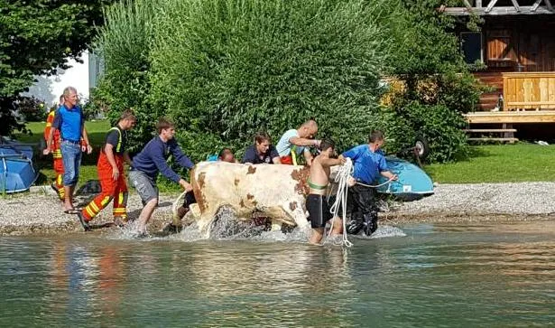 4ae816edc82c2d5e3029f7f3f0b56ae281fd585a Beim ersten Einsatz konnte die Kuh bereits vor dem Eintreffen der Feuerwehr an Land gebracht werden. (Bild Freiwillige Feuerwehr Schliersee)