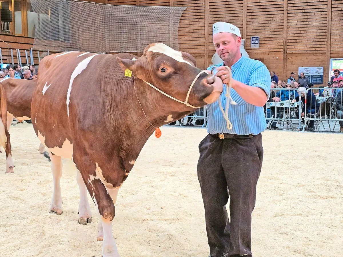 Bei den Swiss Fleckvieh holte sich Alpkuh Tom Anjo von Bruno und Sandra Beyeler aus Plaffeien den Titel.