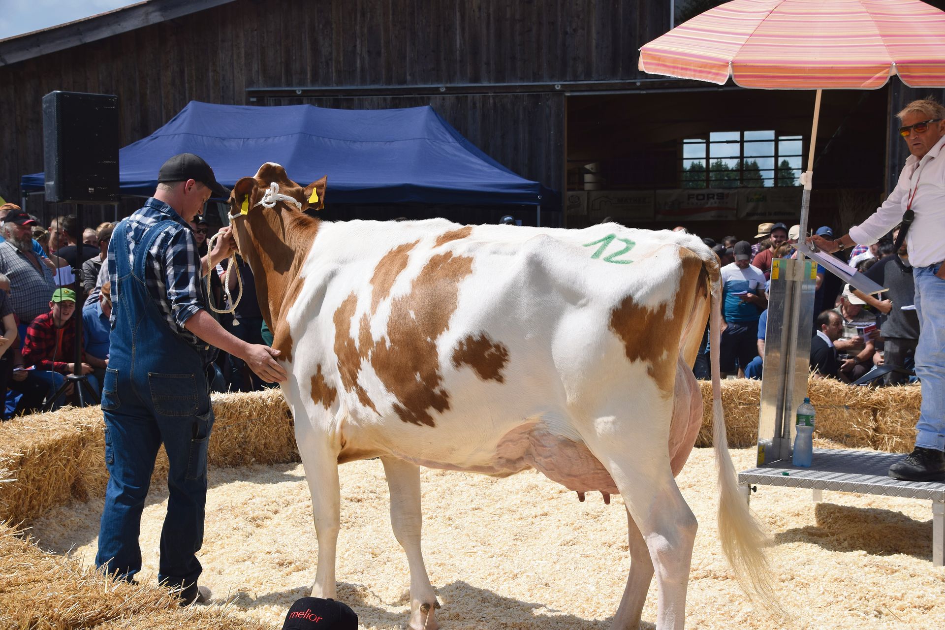 Sie ist die Vollschwester der Swat-Mutter Swanda: Les Richard Odyssey Samaya VG 85 ging für 7200 Franken an einen Käufer. Sie ist frisch in die zweite Laktation gestartet.(Bilder Peter Fankhauser)