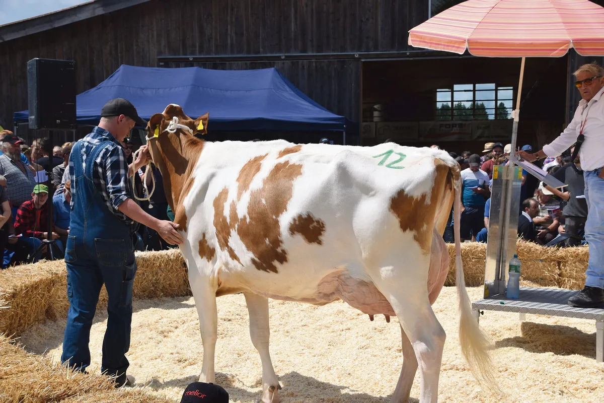 4e86772eeacb6c3c5e58e45856624ccbe12da573 Sie ist die Vollschwester der Swat-Mutter Swanda: Les Richard Odyssey Samaya VG 85 ging für 7200 Franken an einen Käufer. Sie ist frisch in die zweite Laktation gestartet.(Bilder Peter Fankhauser)