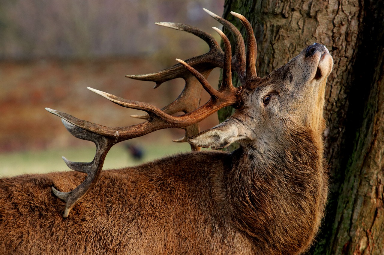 In Österreich kommen immer wieder Tuberkulose-Fälle bei Rotwild vor. (Symbolbild Pixabay)