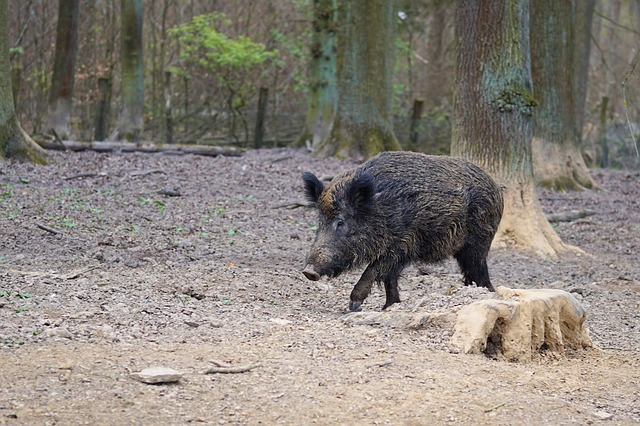 Ein Bodenhilfsstoff, der auf das Signal "Mensch" programmiert ist, soll Wildschweine im Wald halten. (Bild Pixabay)