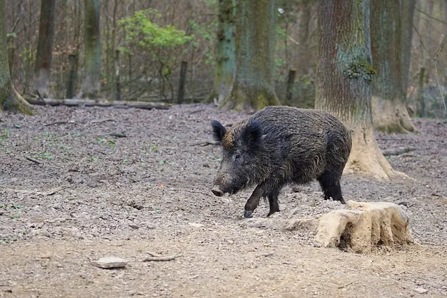 bb29efc0b92a369a0e5b7eb4575a54d5741868fc Ein Bodenhilfsstoff, der auf das Signal "Mensch" programmiert ist, soll Wildschweine im Wald halten. (Bild Pixabay)