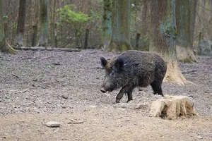 Ein Bodenhilfsstoff, der auf das Signal "Mensch" programmiert ist, soll Wildschweine im Wald halten. (Bild Pixabay)
