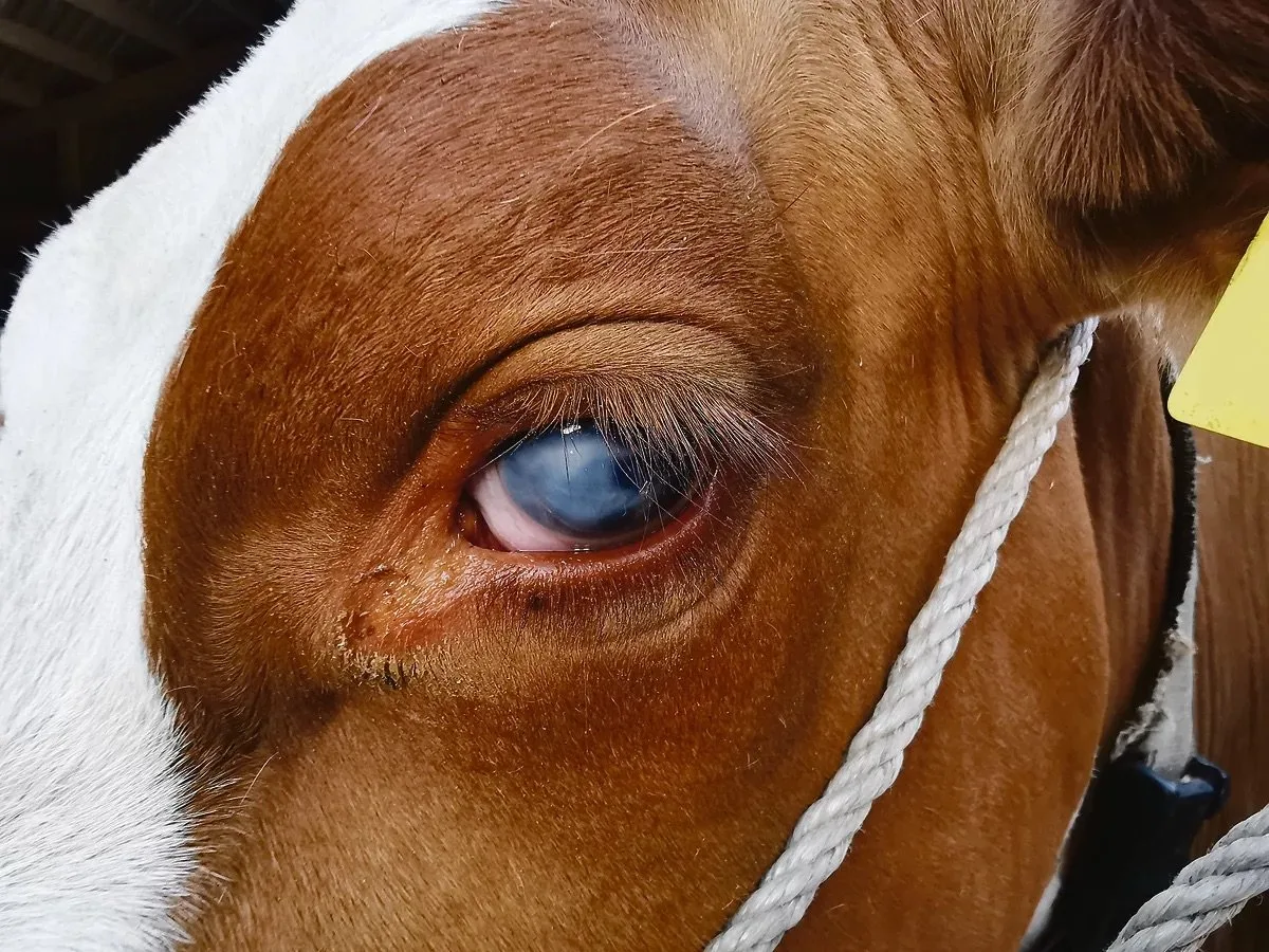 Aufgepasst vor Pink Eye: Rinderhalter müssen jetzt ans Impfen denken
