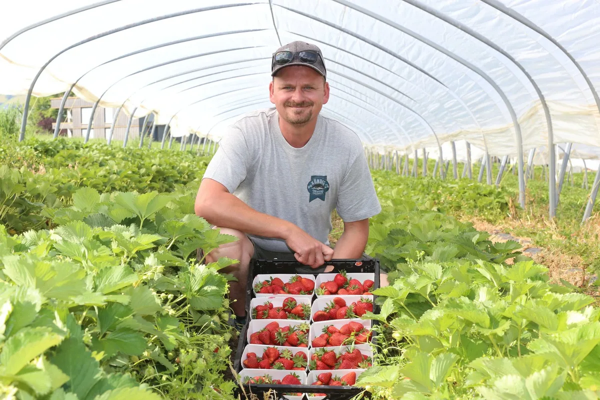 Bild_1_260527_Sagenmatt_Martin_Kündig_014__1_ Erdbeerbauer Martin Kündig: «Die letzte Maiwoche 2026 war etwas gar heiss für die Erdbeeren»