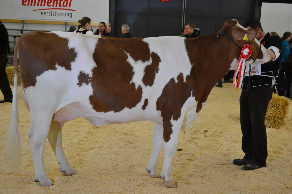 c78e2bb4afd36f1b90fa0baf61312960d5465ae6 Loyd Jana von Hans und Res Staub aus Eriswil BE wurde zur Swiss Fleckviehkuh des Jahres gewählt.