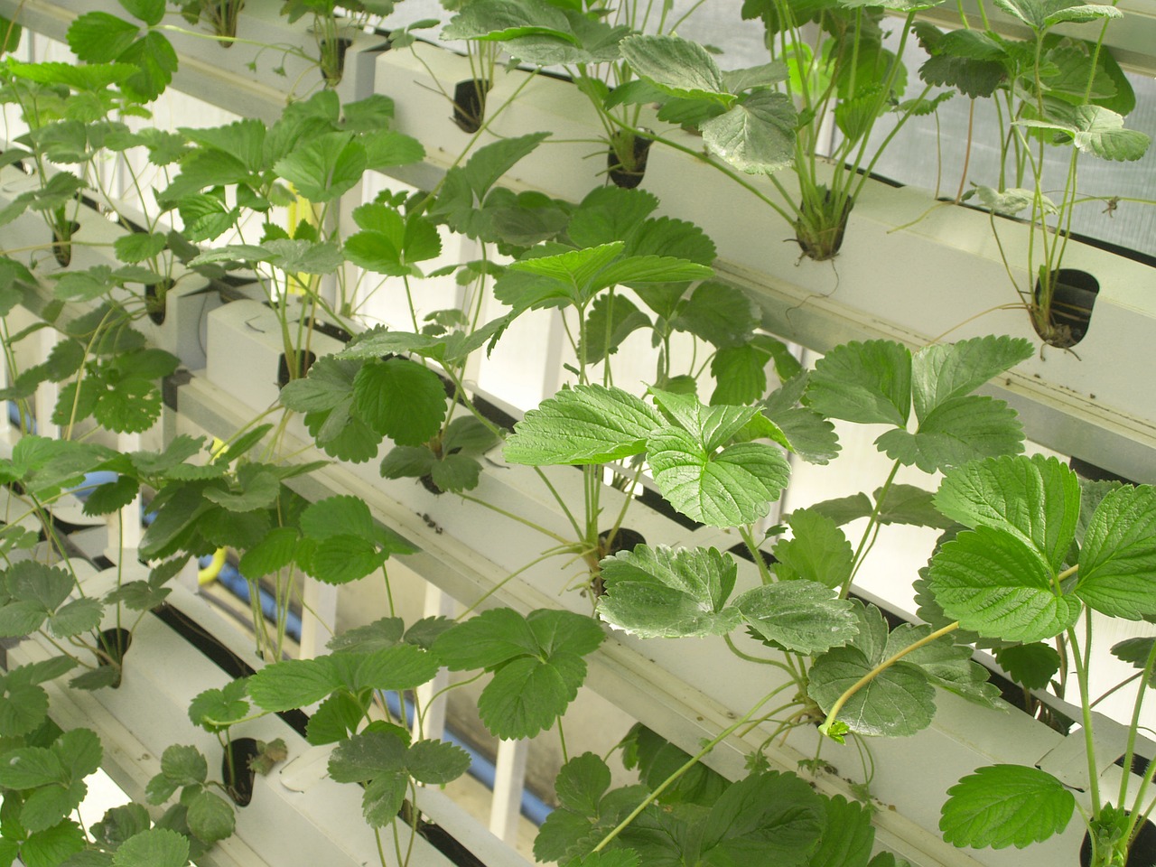 Im Vertical Farming (dem Anbau auf mehreren Ebenen übereinander) nutzt man generell Hors-Sol-Methoden. (Bild Pixabay)